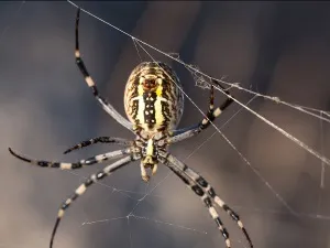 Amit láttam a házat pók