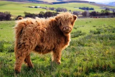 Rajz gyerekeknek tehén