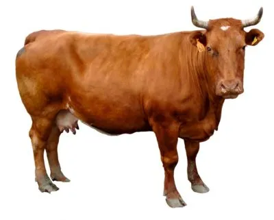 Rajz gyerekeknek tehén