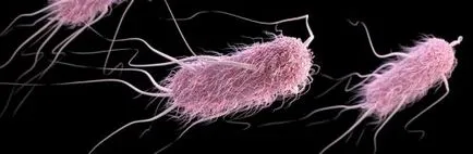 Escherichia coli kezelés