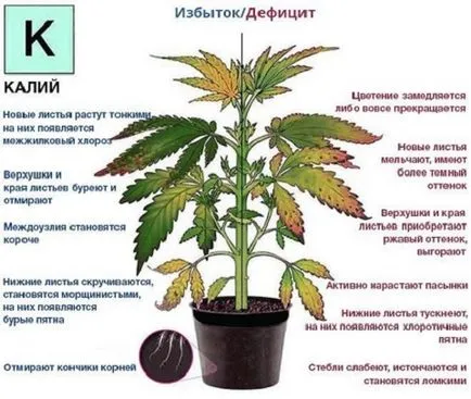 A kálium-szulfát, amely