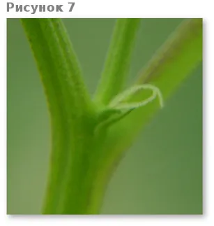 Mi növekszik