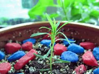 Hogyan Grow kohiyu Hogyan Grow kohiyu