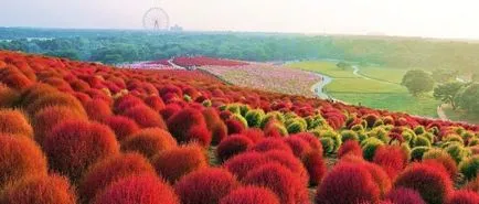 Hogyan Grow kohiyu