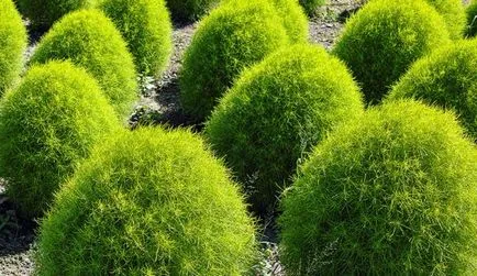 Hogyan Grow kohiyu