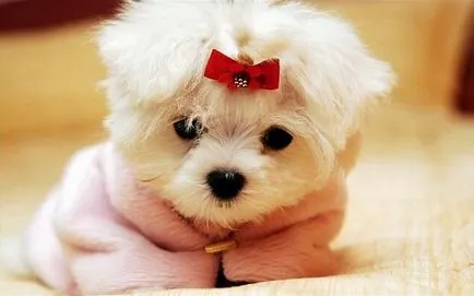 Gyönyörű nagy kutya