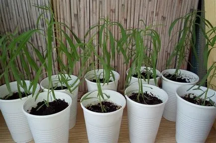 Hogyan Grow kohiyu