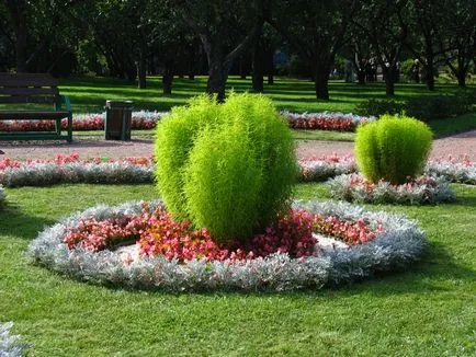 Hogyan Grow kohiyu