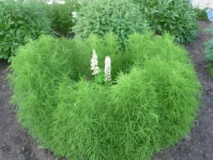 Hogyan Grow kohiyu
