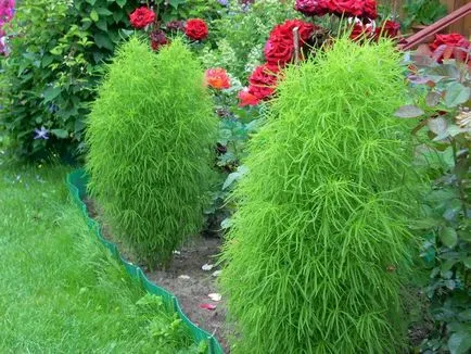 Hogyan Grow kohiyu