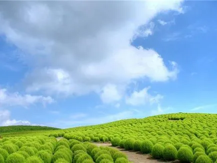 Hogyan Grow kohiyu