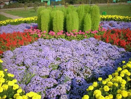 Hogyan Grow kohiyu