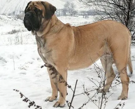 Gyönyörű nagy kutya