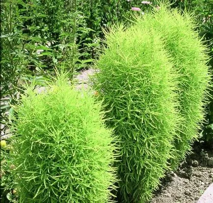 Hogyan Grow kohiyu