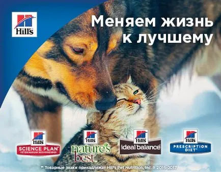Nyakörvek és pórázok kutyáknak