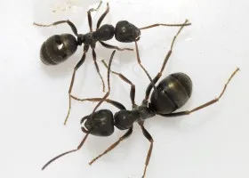 Tünetek és kezelési módszerek harapni hangya (Módszerek) Tünetek és kezelési módszerek hangya harapás