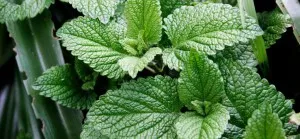 Mi menta mus