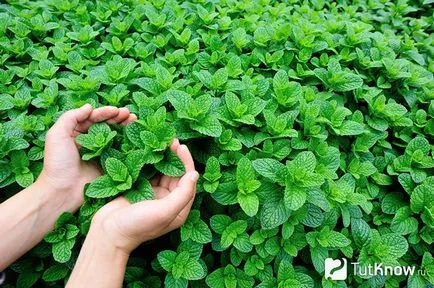 Mi menta mus