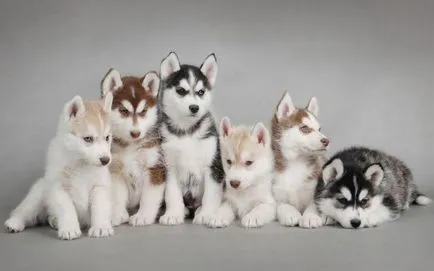 Hogyan Husky mondja