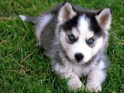 Hogyan Husky mondja