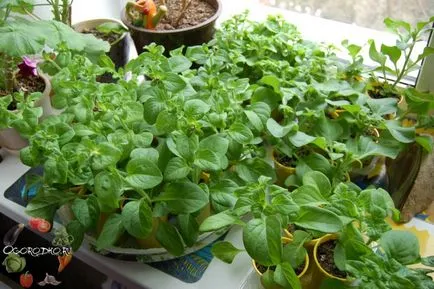Hogyan növény Petunia Hogyan növény Petunia