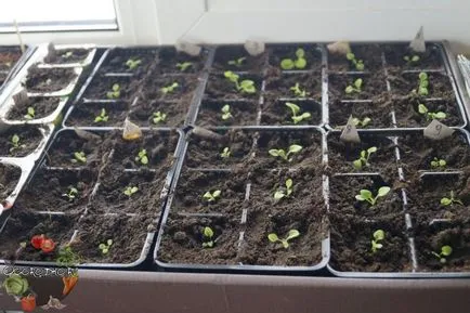 Hogyan növény Petunia Hogyan növény Petunia