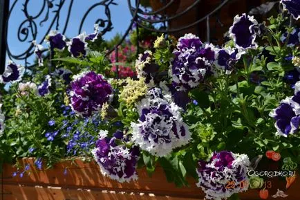 Hogyan növény Petunia Hogyan növény Petunia