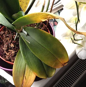 Miért sárga lapot az Orchid Miért sárga lapot az Orchid
