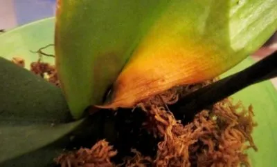 Miért sárga lapot az Orchid