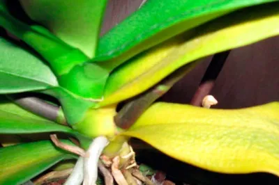Miért sárga lapot az Orchid