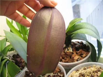 Miért sárga lapot az Orchid