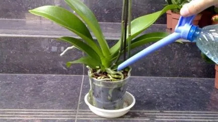 Miért sárga lapot az Orchid