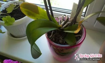 Miért sárga lapot az Orchid