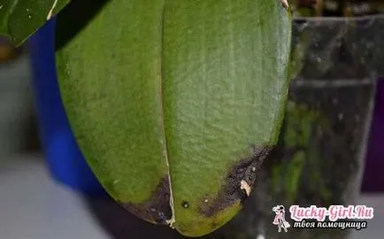 Miért sárga lapot az Orchid