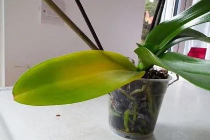Miért sárga lapot az Orchid Miért sárga lapot az Orchid