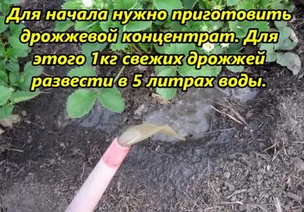 Mikor és hogyan kell etetni egy eper Mikor és hogyan kell etetni egy eper