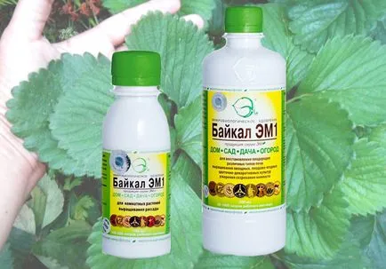 Mikor és hogyan kell etetni egy eper Mikor és hogyan kell etetni egy eper