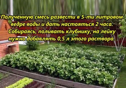 Mikor és hogyan kell etetni egy eper Mikor és hogyan kell etetni egy eper