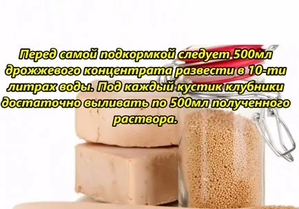 Mikor és hogyan kell etetni egy eper Mikor és hogyan kell etetni egy eper
