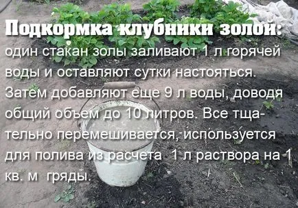 Mikor és hogyan kell etetni egy eper Mikor és hogyan kell etetni egy eper