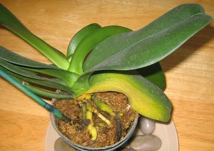 Miért sárga lapot az Orchid Miért sárga lapot az Orchid