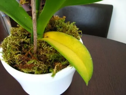Miért sárga lapot az Orchid