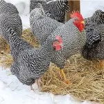 Hogyan szaporodnak csirke Hogyan szaporodnak csirke