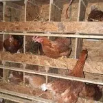 Hogyan szaporodnak csirke Hogyan szaporodnak csirke