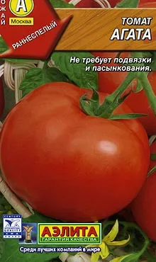 Ha a palánták a növény paradicsom Ha a palánták a növény paradicsom