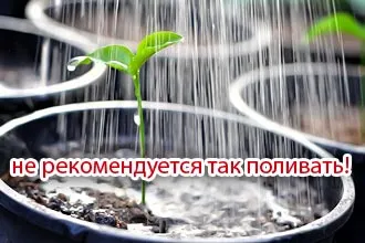 Ha a palánták a növény paradicsom Ha a palánták a növény paradicsom