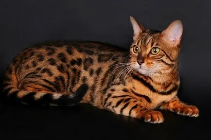 Breed macskák vadmacska
