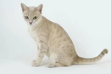 Breed macskák vadmacska