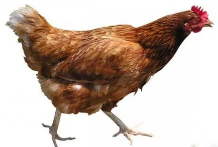 Hogyan szaporodnak csirke