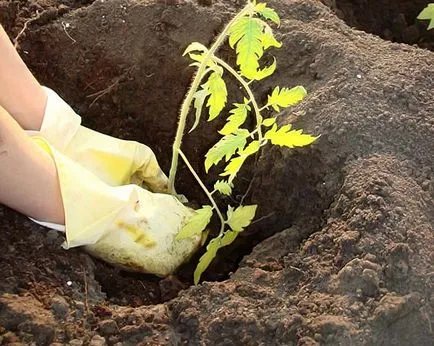 Ha a palánták a növény paradicsom Ha a palánták a növény paradicsom